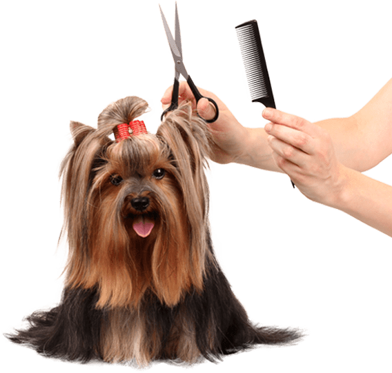 dog-getting-groomed