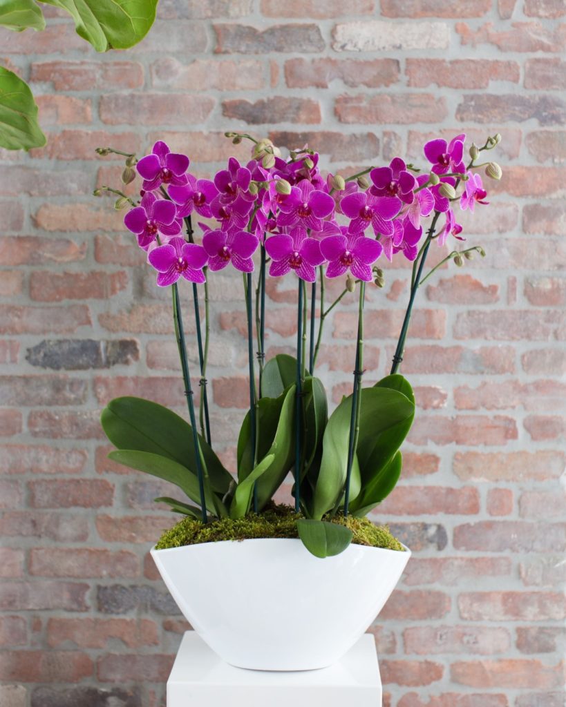 triple orchid