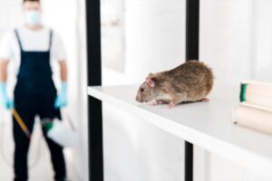 selective focus of small rat near exterminator hol 2023 11 27 04 49 12 utc