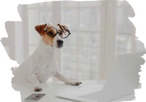 RuffDoodie Franchise Brochure 2023.digital Page 6 Image 0003