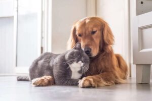 cat and dog