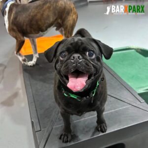 Barx Parx 8