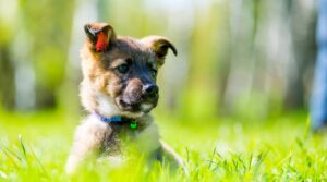 Pets2Walk Franchise 1