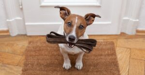 Pets2Walk Franchise 2