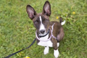 Pets2Walk Franchise 5