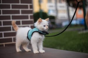Pets2Walk Franchise 6