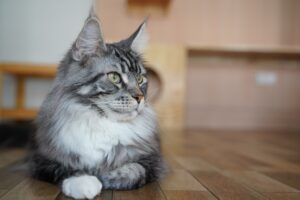 Pets2Walk Franchise 7
